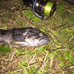 ソイが釣れました